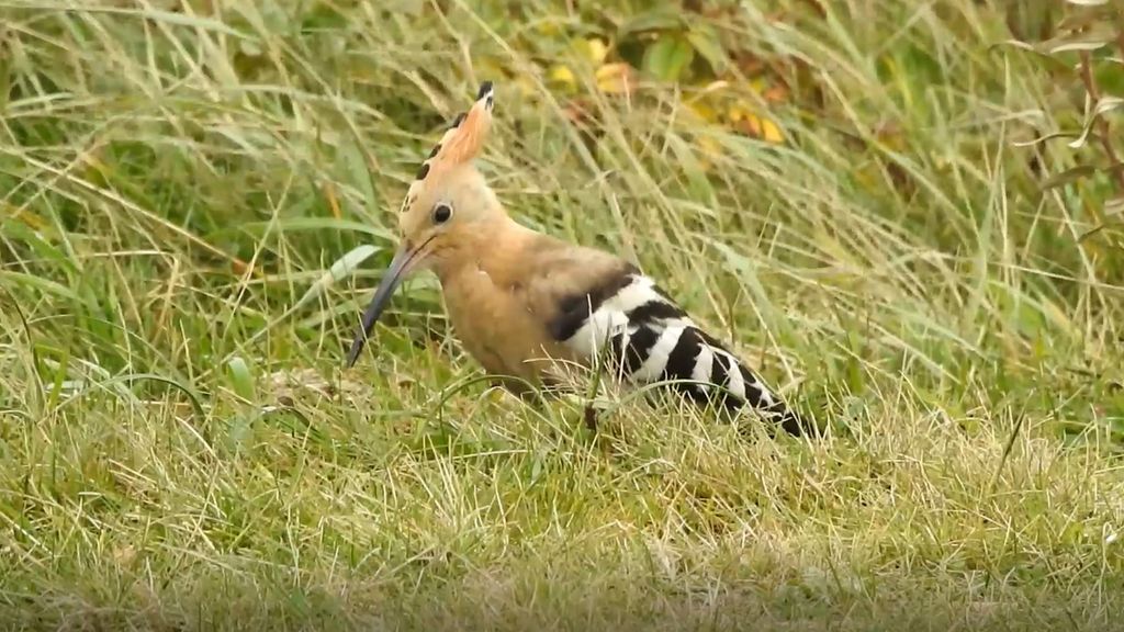 Hop vogel geluid